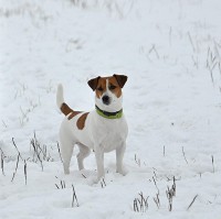 /album/cari/cari-zimni22-jpg1/